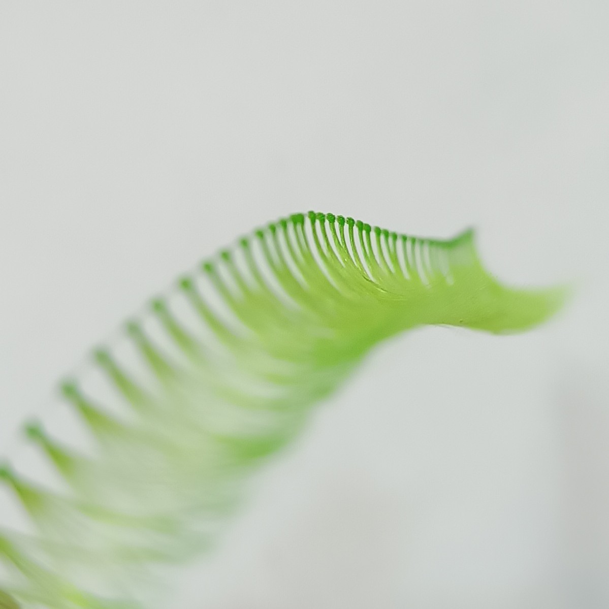 مژه سبز سایز 14 ابریشمی مژه ریلی رنگی سبز مژه رنگی کاشت موقت مژه مصنوعی سبز مژه سبز مژه فانتزی مژه ریسه ای رنگی 