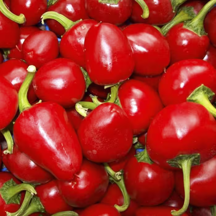 بذر فلفل چری (گیلاسی) قرمز