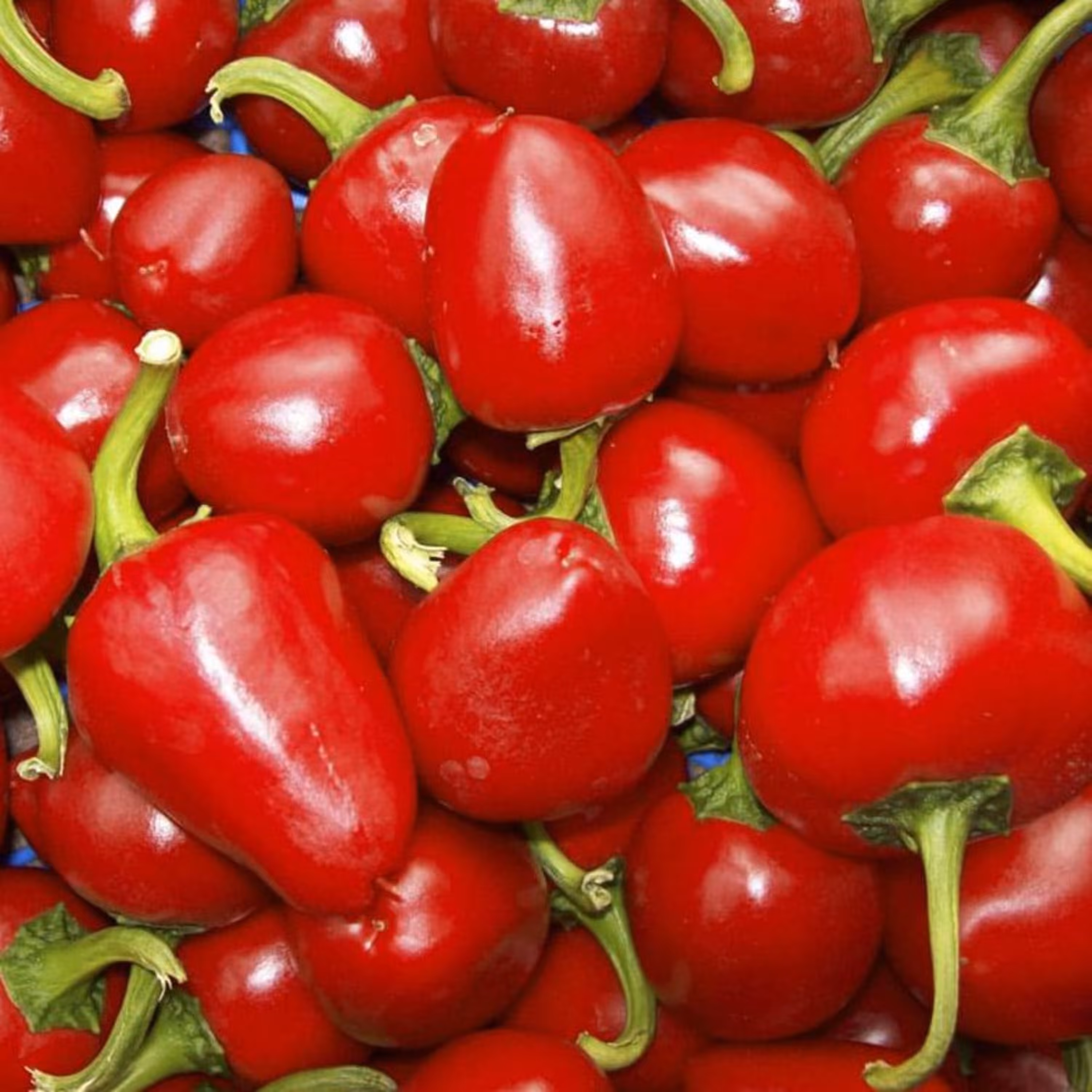 بذر فلفل چری (گیلاسی) قرمز