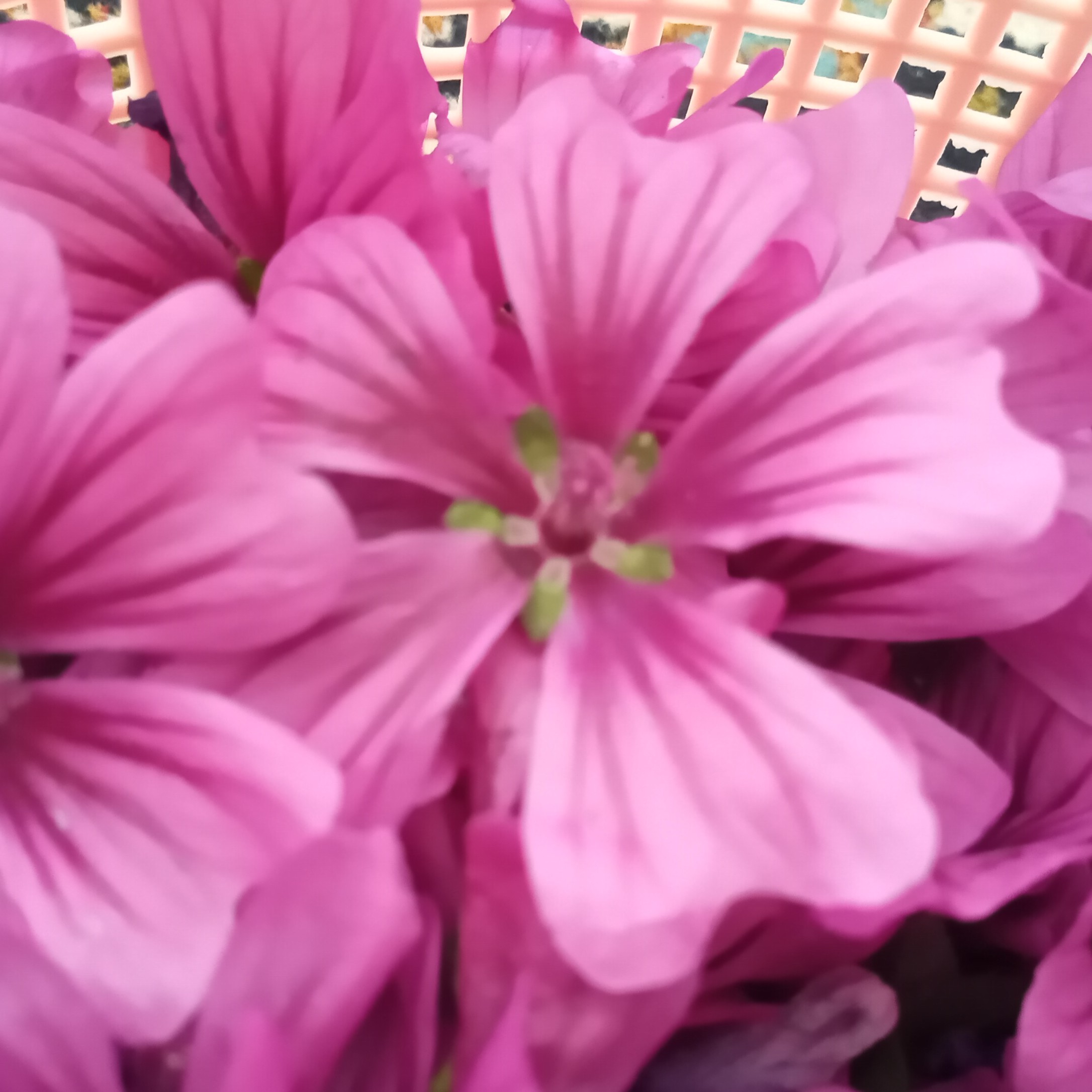 گل پنیرک 200گرمی