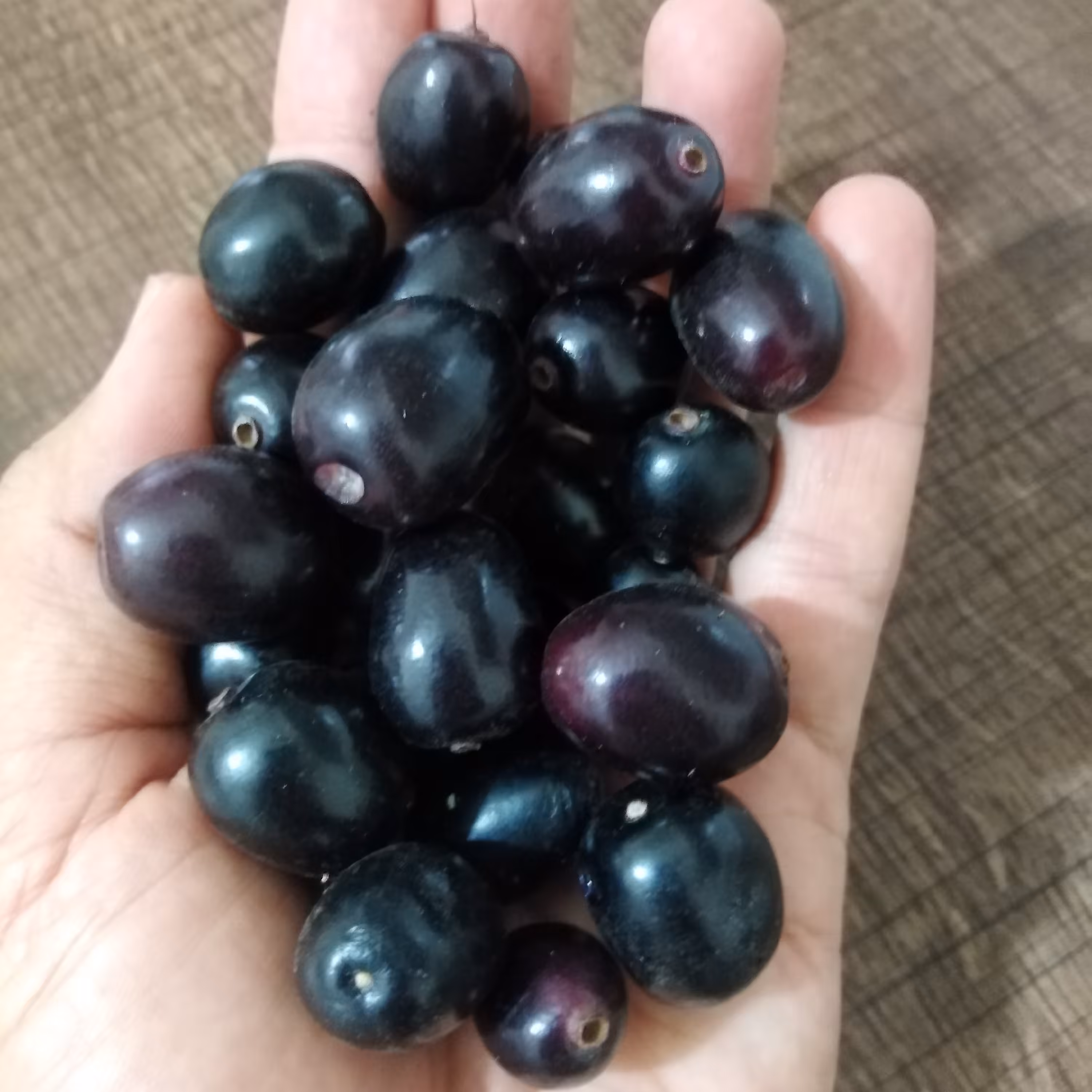 بذر  جمبو  ( بسته 3 عددی ) 