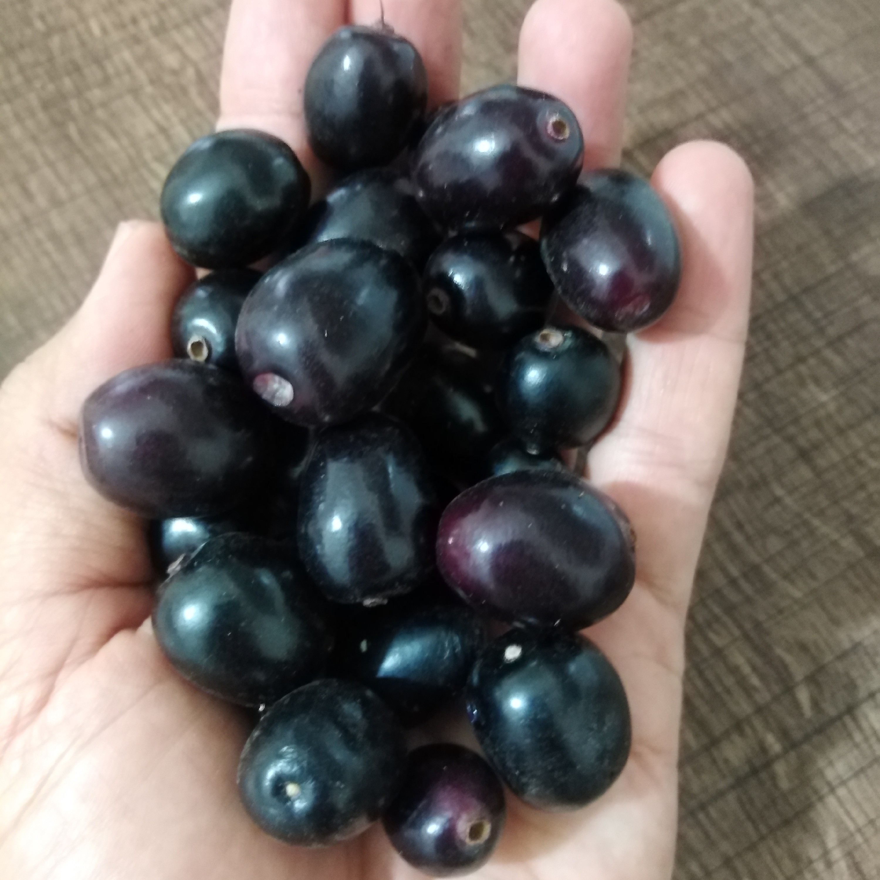 بذر  جمبو  ( بسته 3 عددی )