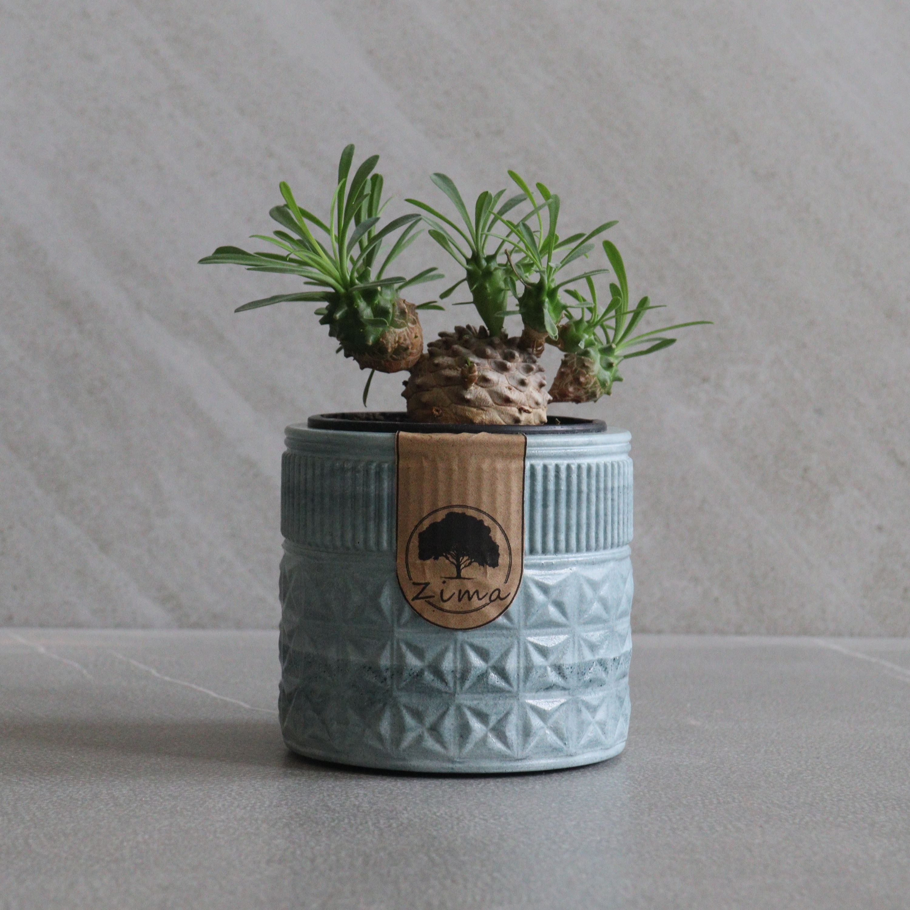 گلدان مدل سورن size1 کد 012-(ارسال رایگان)