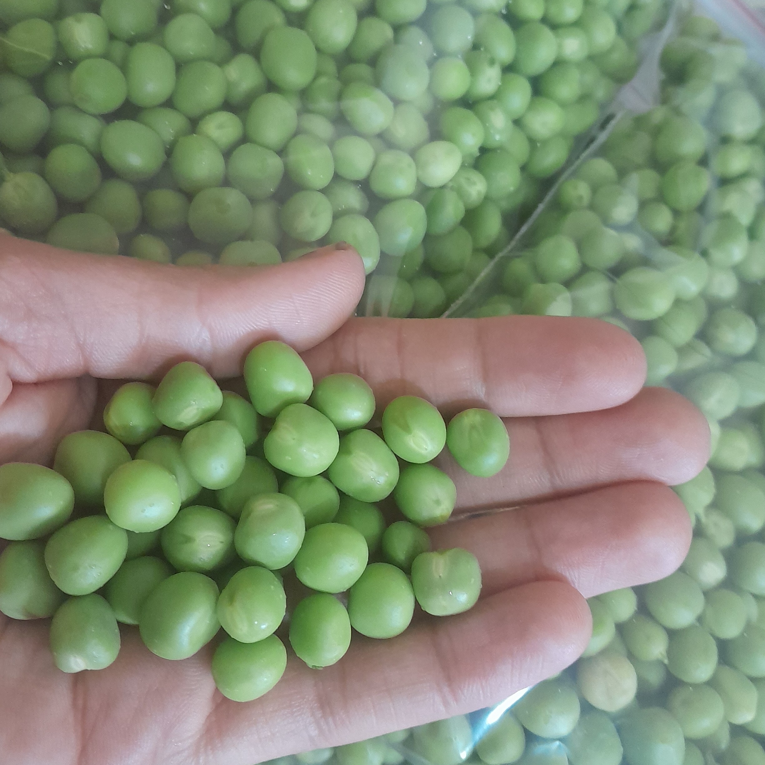 نخود فرنگی سبز و تازه(400گرمی)