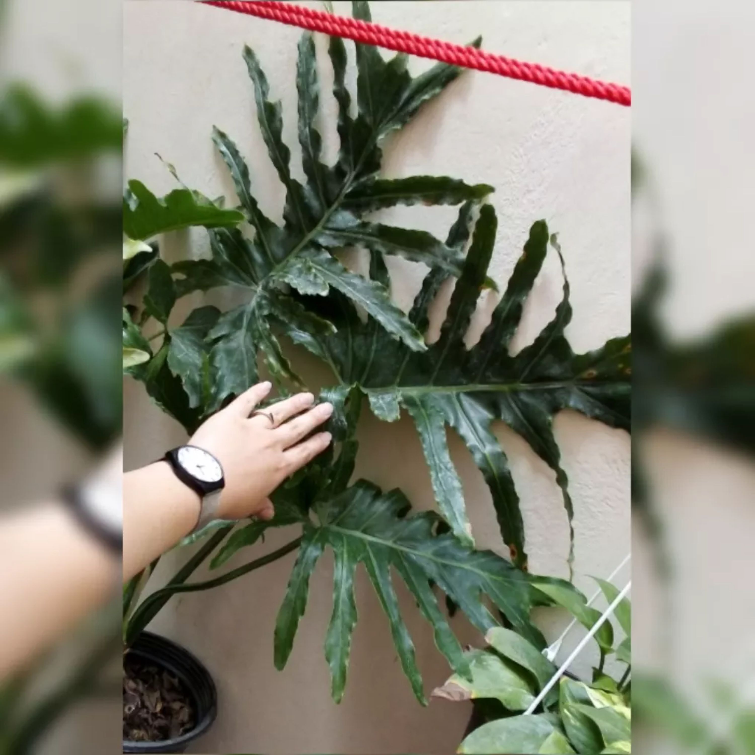 برگ انجیری فر سایز خیلی بزرگ و سطلی