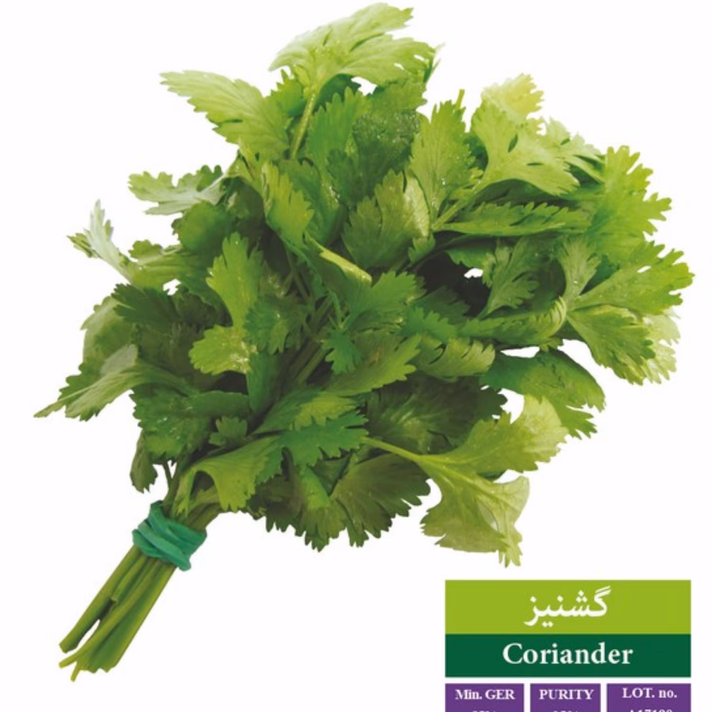 بذر گشنیز بذر طلایی رویان (یک بسته)