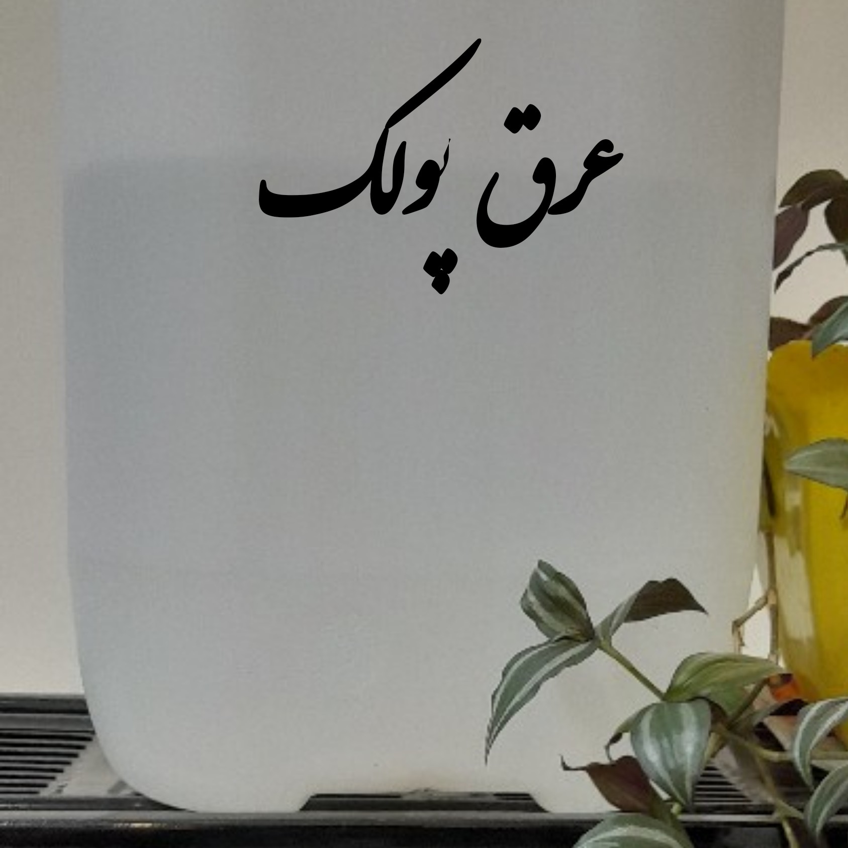 عرق پولک 1000گرمی