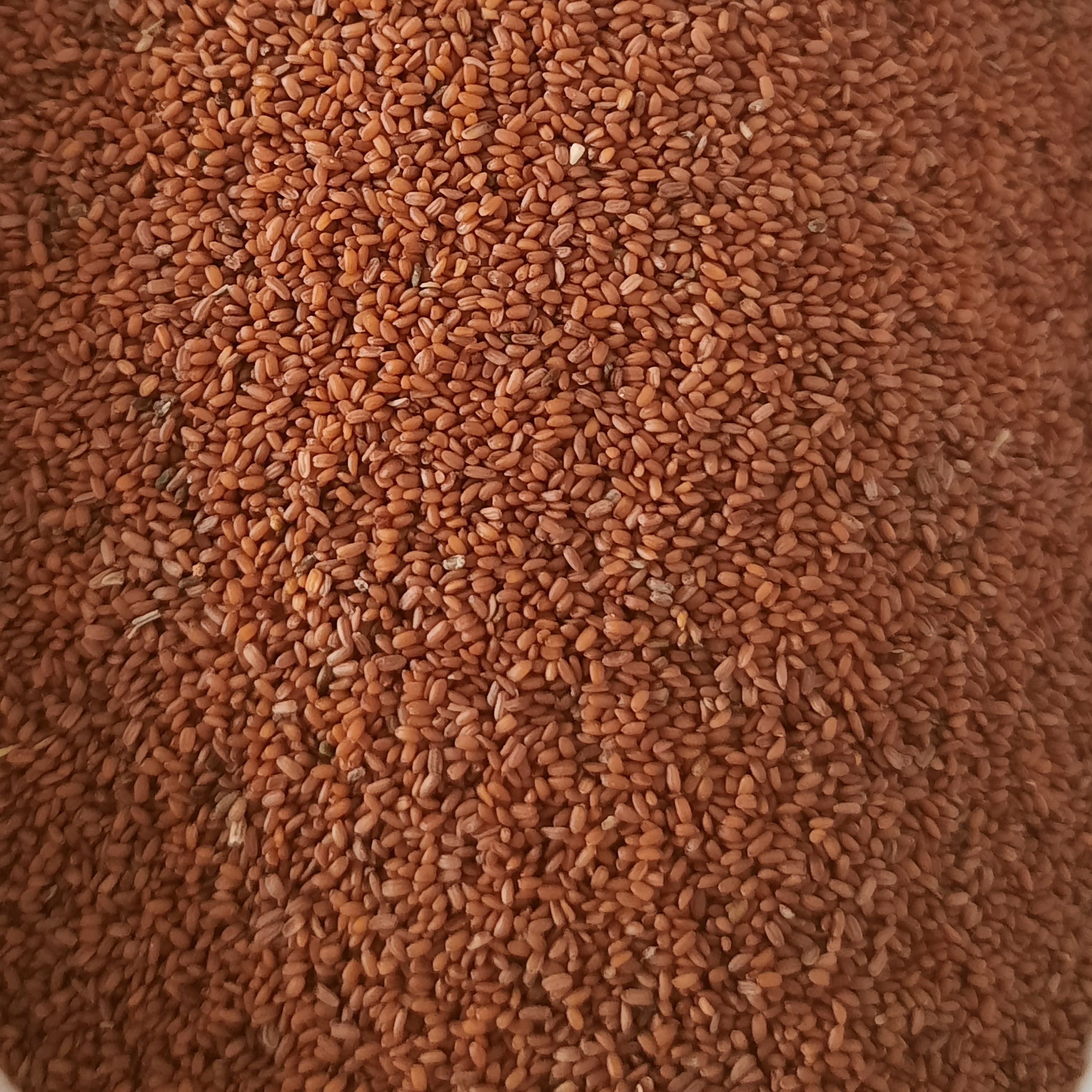 خاکشیر ارگانیک با کیفیت فوق العاده (500 گرمی )