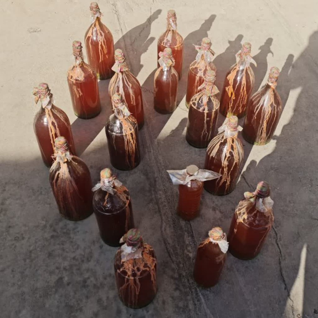 آبغوره طبیعی و آفتابی خانگی و ترش ، 1500 گرم