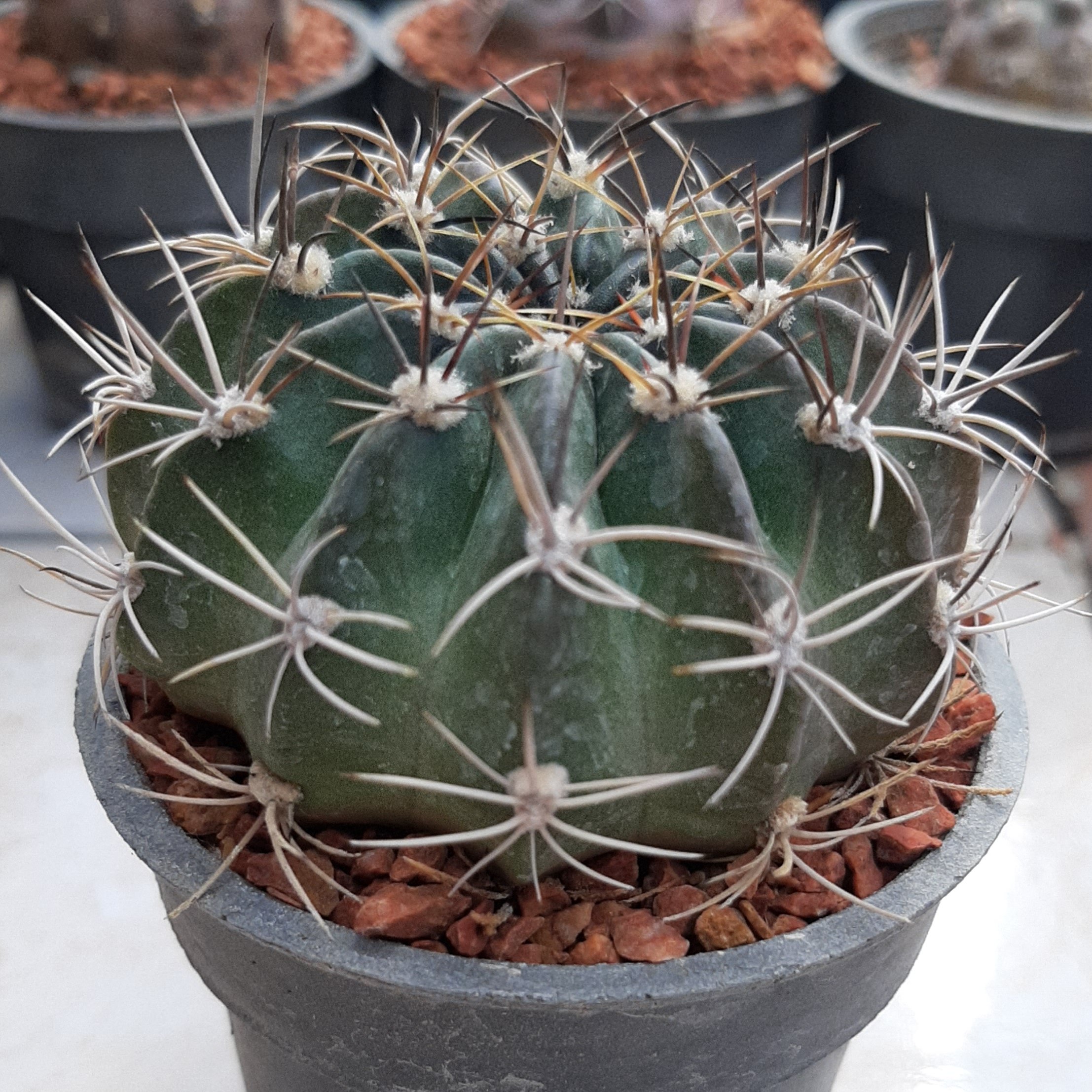 کاکتوس لوبی ویا تیغ فر بسیار خاص و زیبا