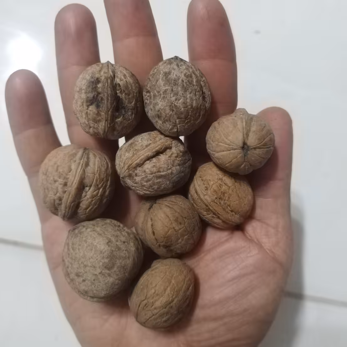 گردو با پوست ایرانی( سنگی یا سوزنی )