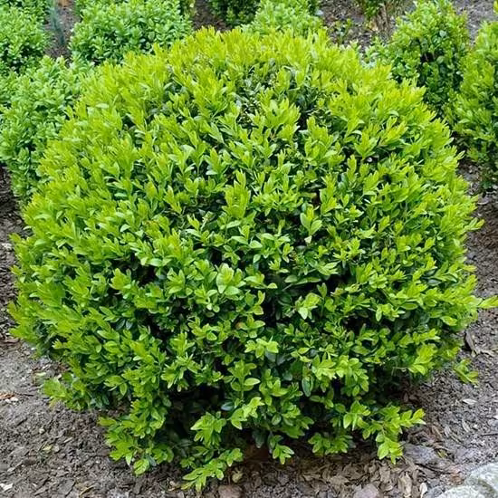 بذر  درختچه شمشاد (5 بذر)