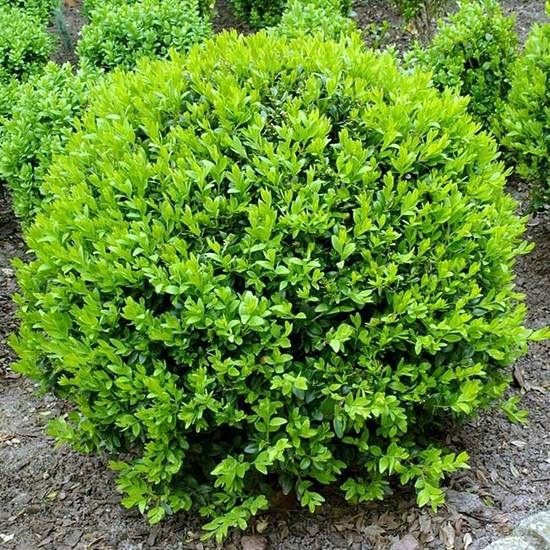 بذر درختچه شمشاد (5 بذر)
