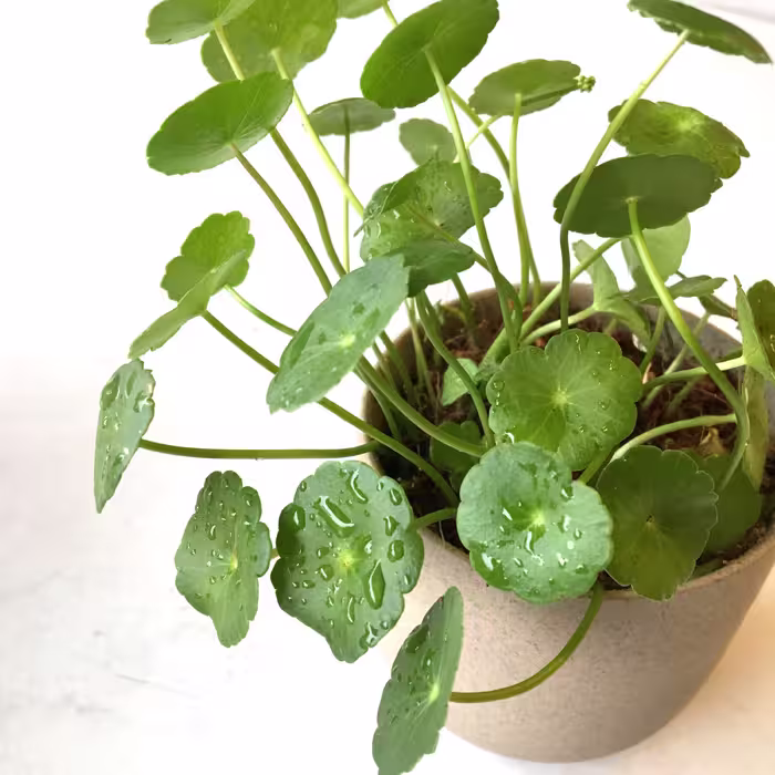 پیاز گل هیدروکوتیل(بسته 10 عددی)