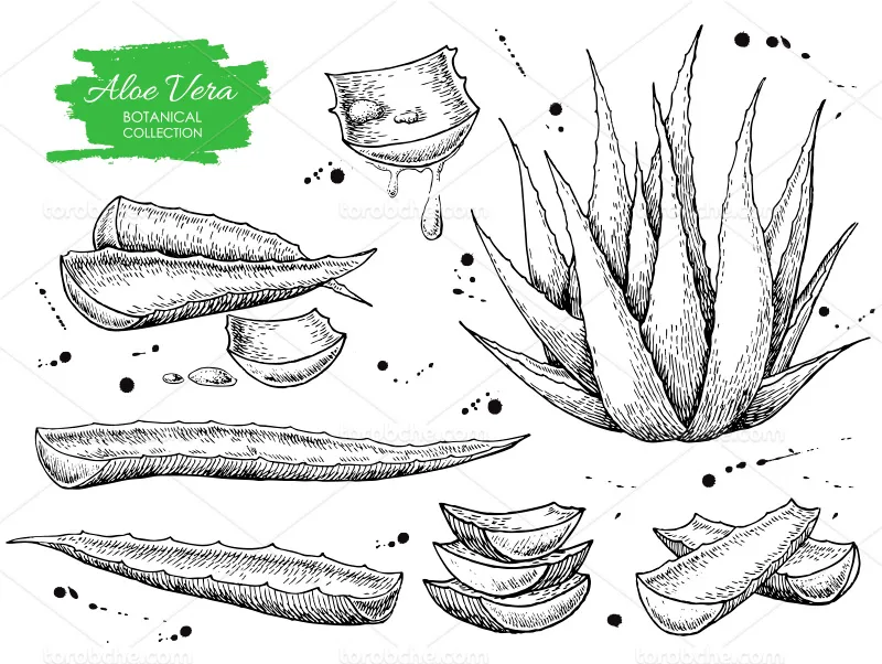 وکتور آلوورا | گرافیک با طعم تربچه