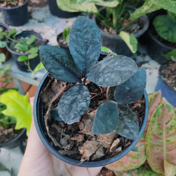 زامو بلک گلدان 8 ( پس کرایه)