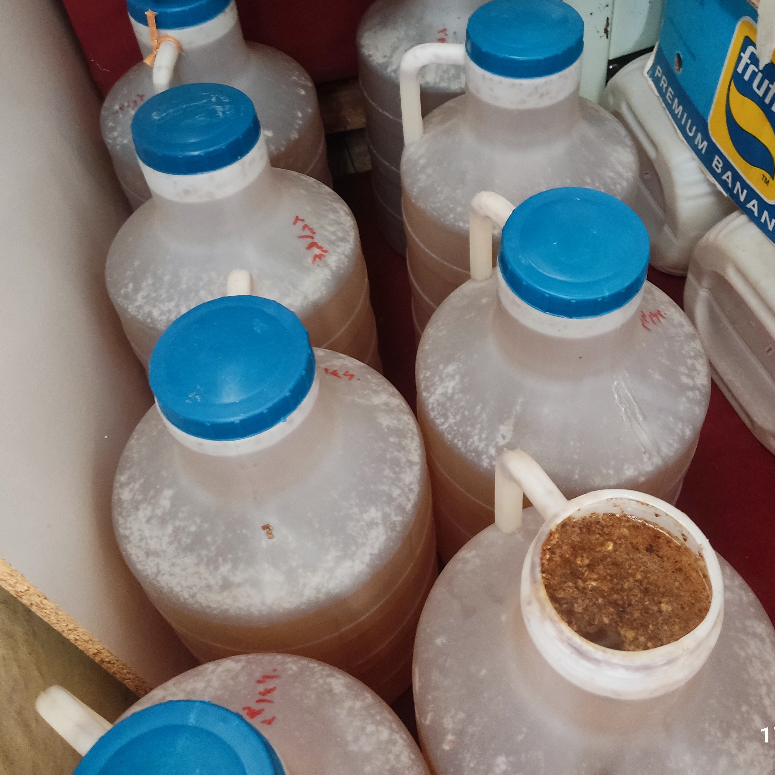 عسل آویشن 