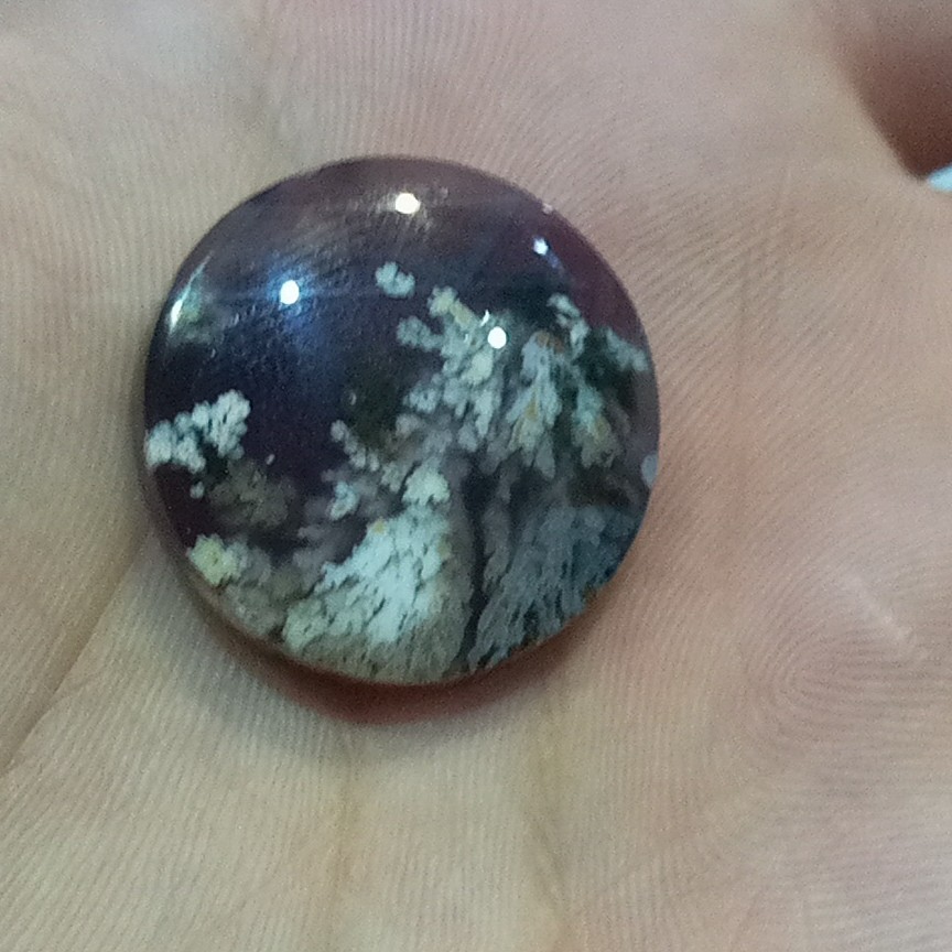 شجر بهاره گرد