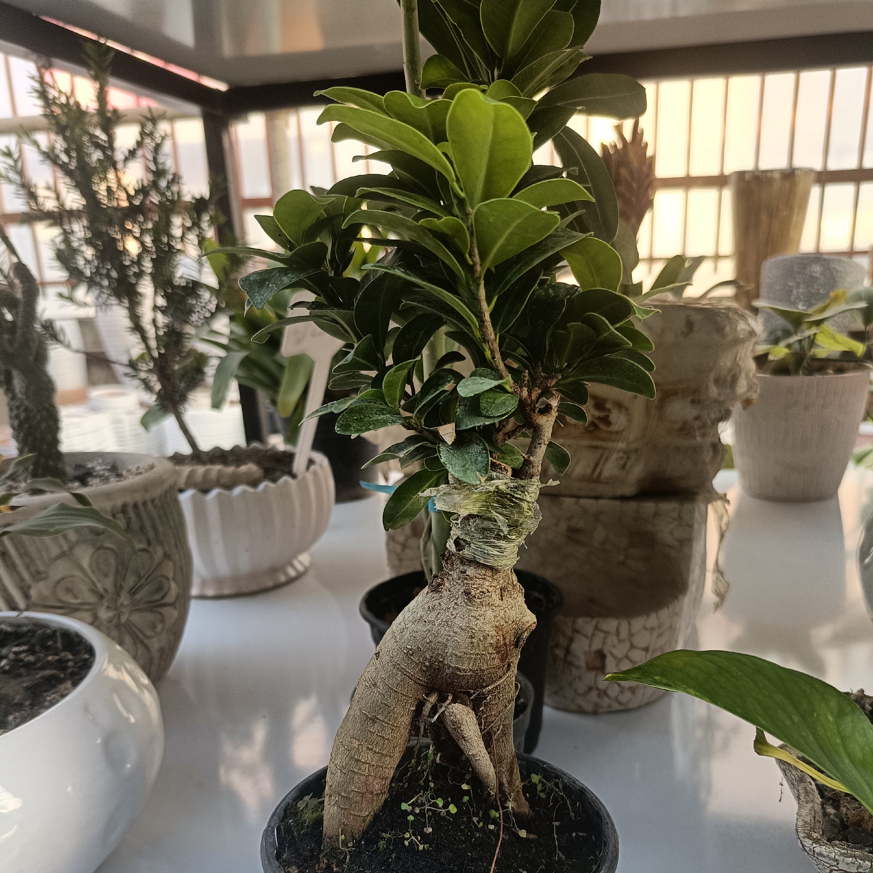 گل طبیعی بن سای جنسینگ سه ساله