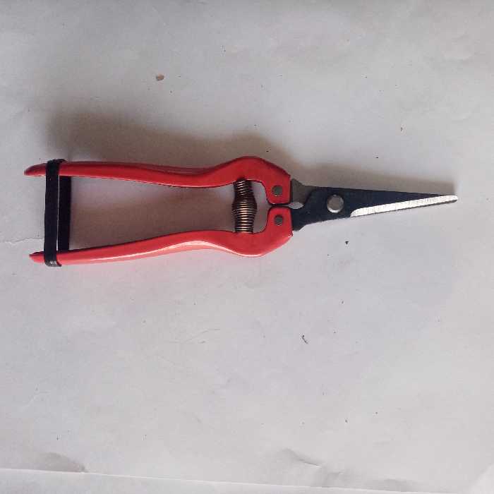 قیچی باغبانی 8 اینچ پرتقال چینی