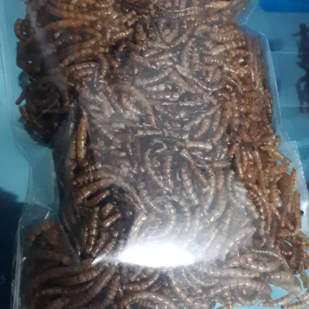 کرم میلورم بسته 30 گرمی مناس خرگوش/خوکچه/همستر