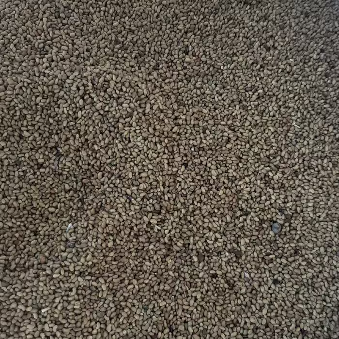 بذر یونجه اصلاح شده قراملک(یک کیلو)