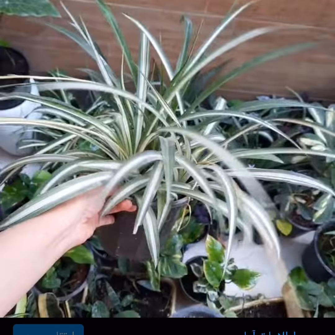 گندمی ،هزینه ی ارسال به عهده مشتری محترم