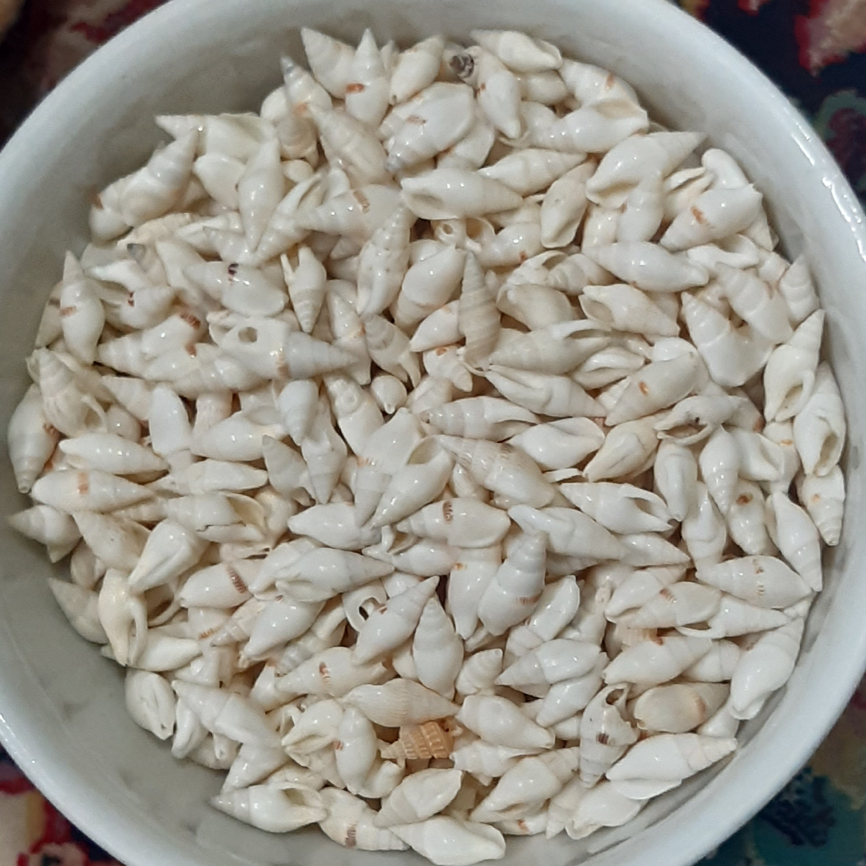 صدف سوزنی ریز سفید