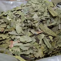 برگ سنا(80گرمی) طبیب