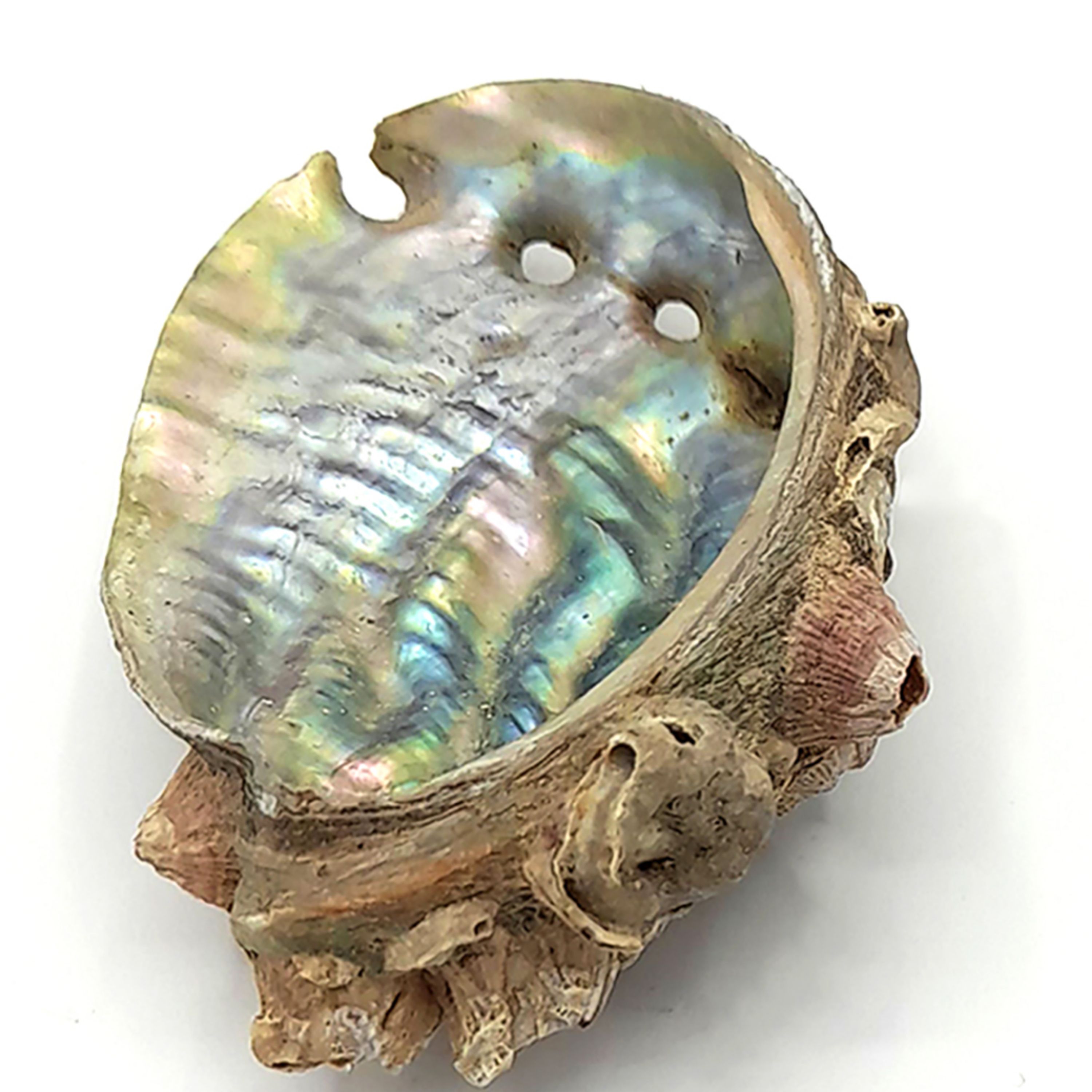 دکوری مدل صدف طرح هفت رنگ(پس کرایه )