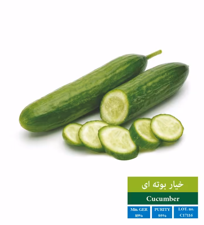 بذر خیار سبز - بذر طلایی رویان