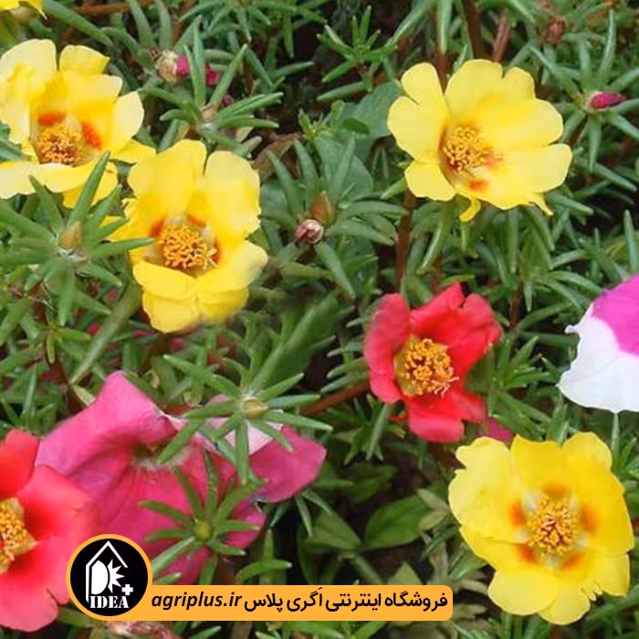 بذر گل ناز آفتابی کم پر