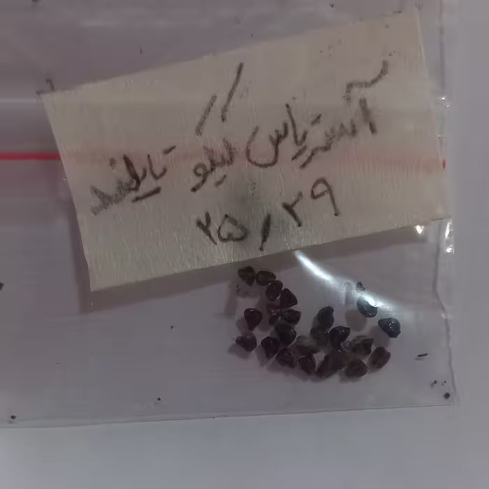 بذر کاکتوس آستریاس کیکو تایلند 25عددی
