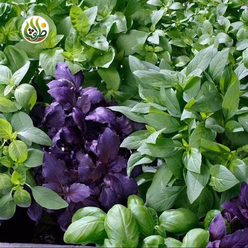بذر ریحان میکس