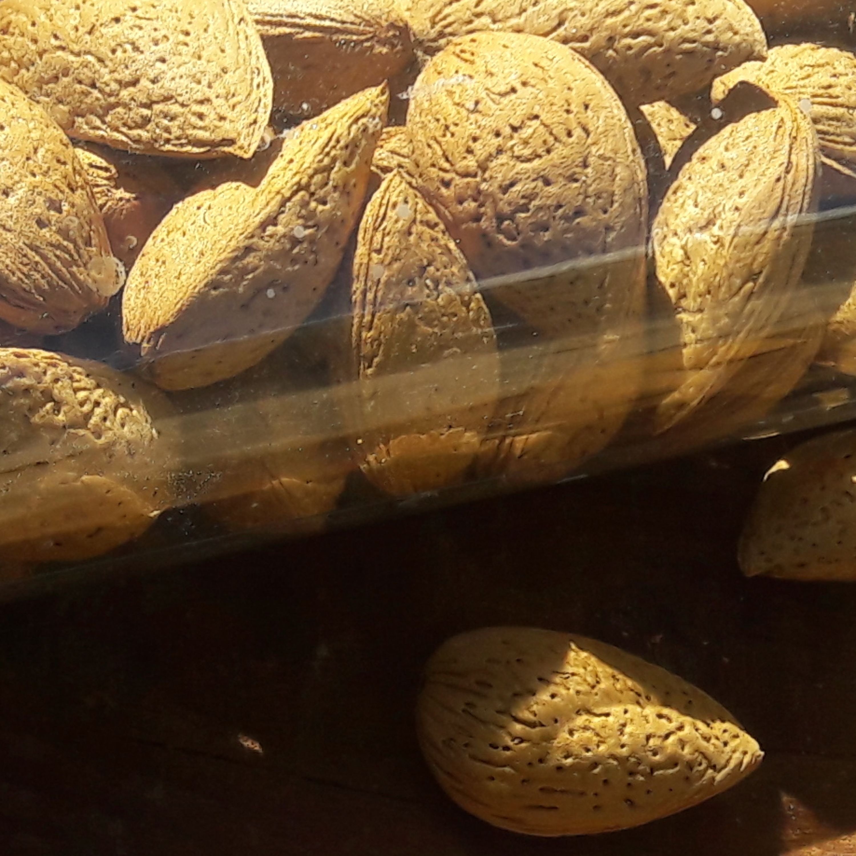 بادام سنگی