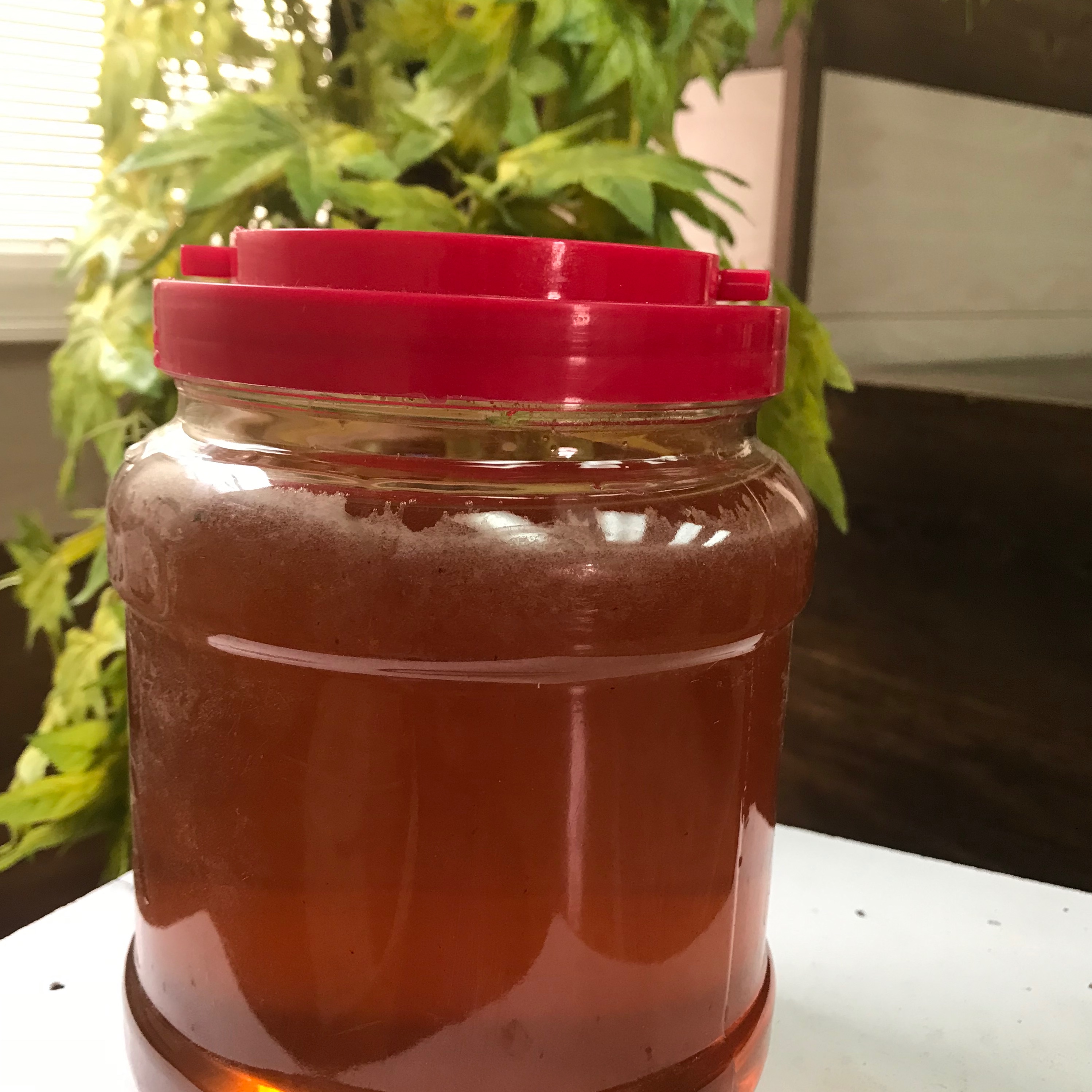 عسل آذربایجان (گون)