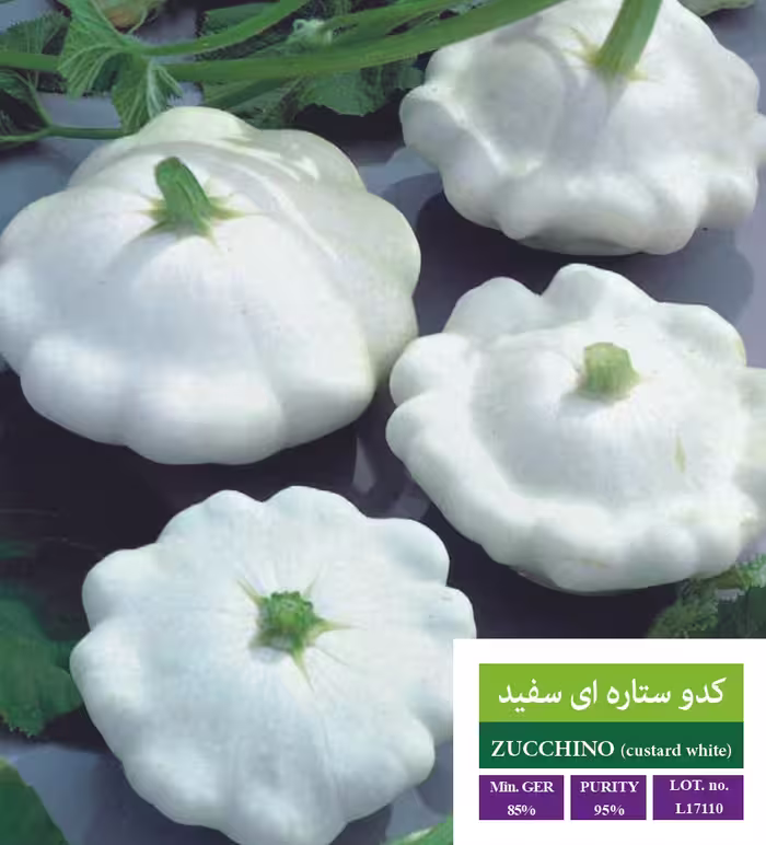 بذر کدوستاره ای - بذر طلایی رویان