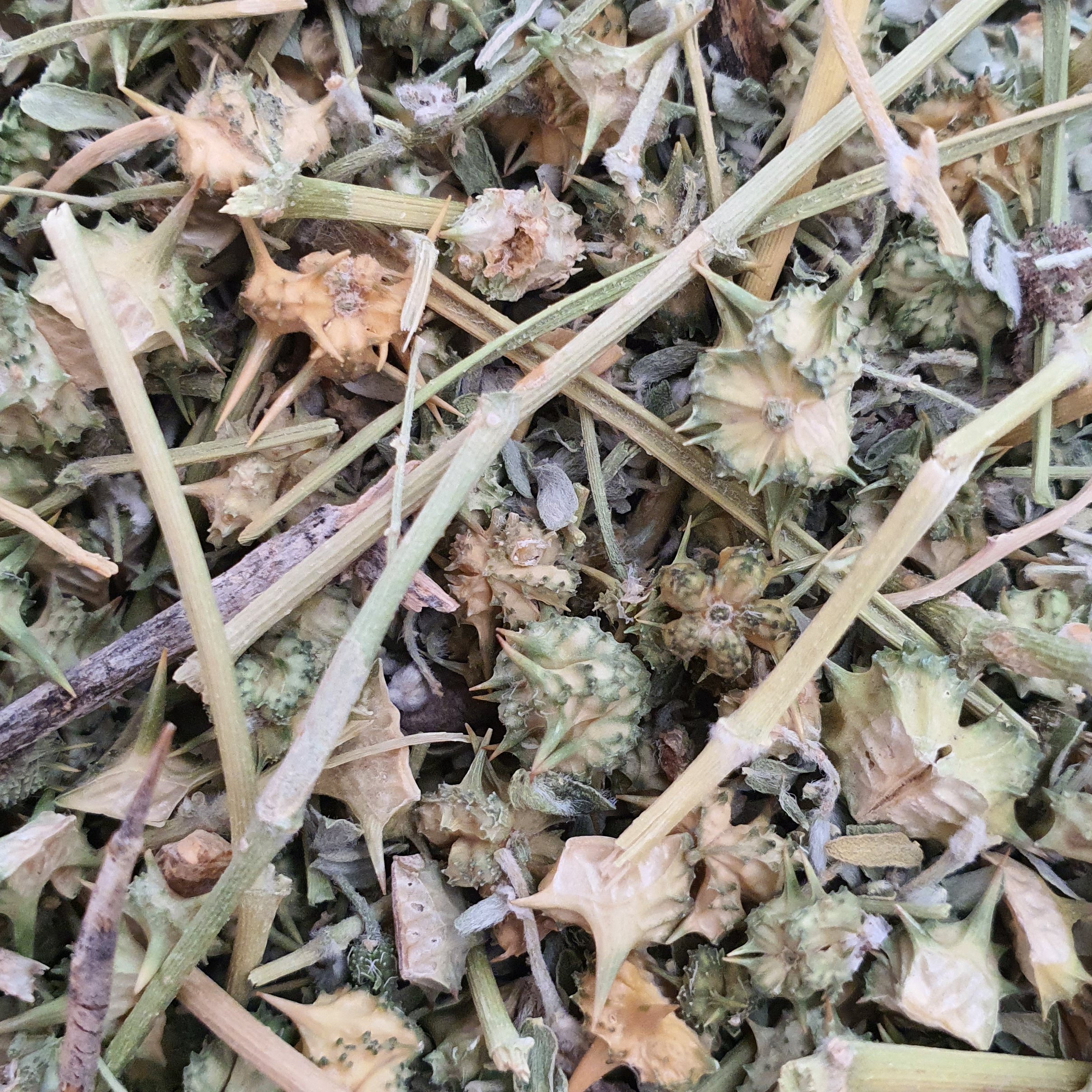 گیاه خارخاسک 200 گرمی