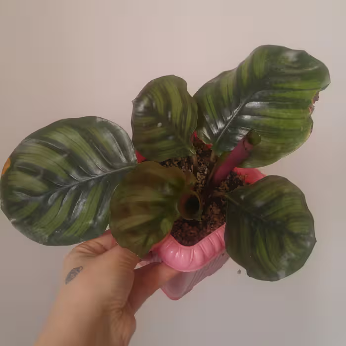 کالاته آ فاشیاتا