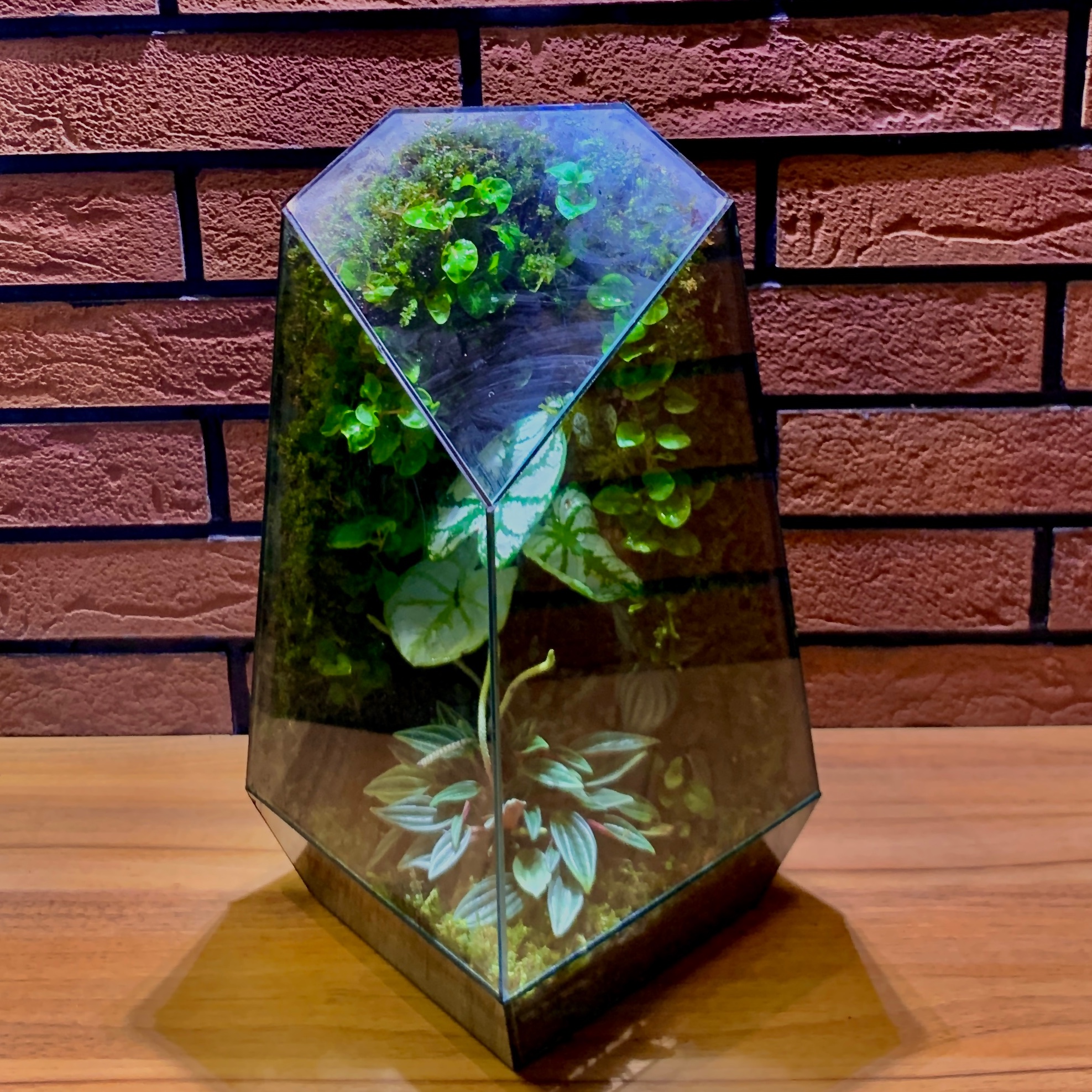 تراریوم مدل آفرینش 