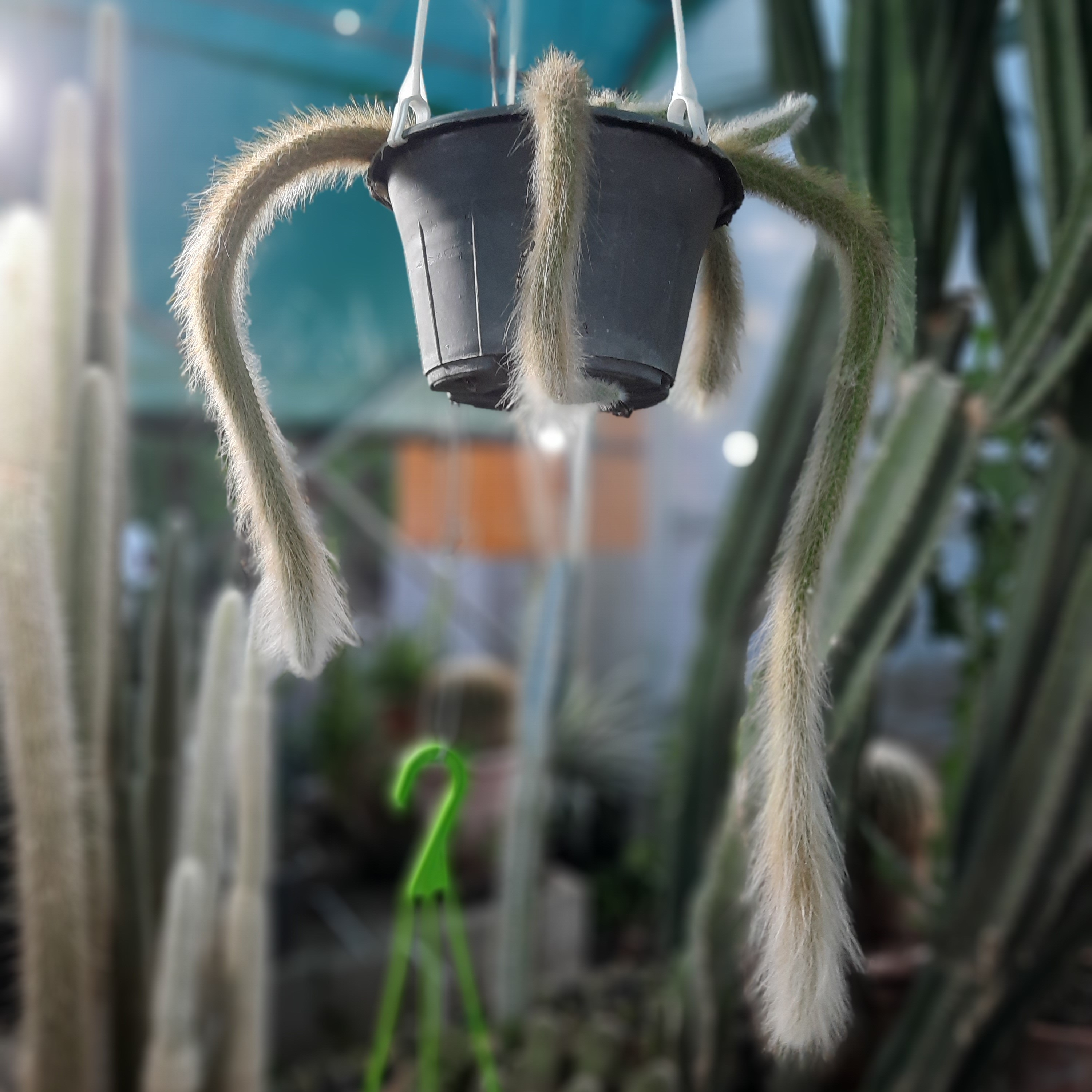 دم روباهی..ارسال رایگان 