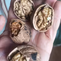 گردو با پوست 1403 توپر درشت پرچرب مراغه 