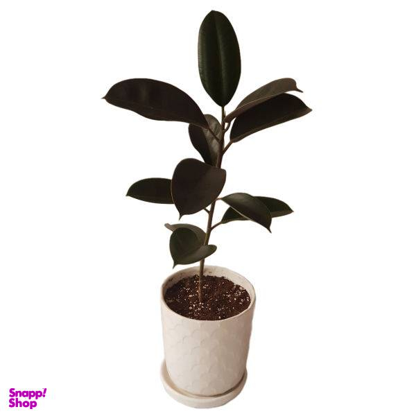 گیاه طبیعی فیکوس بلک به همراه گلدان سرامیکی مدل F-21