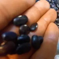 لوبیا سیاه پست رایگان پنج کیلو برای بدنسازان
