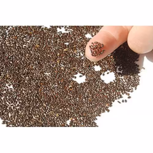 بذر  اسطوخودوس فرانسوی( 100 گرمی) 