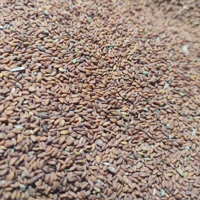 بذر شاهی اصل (500 گرمی )