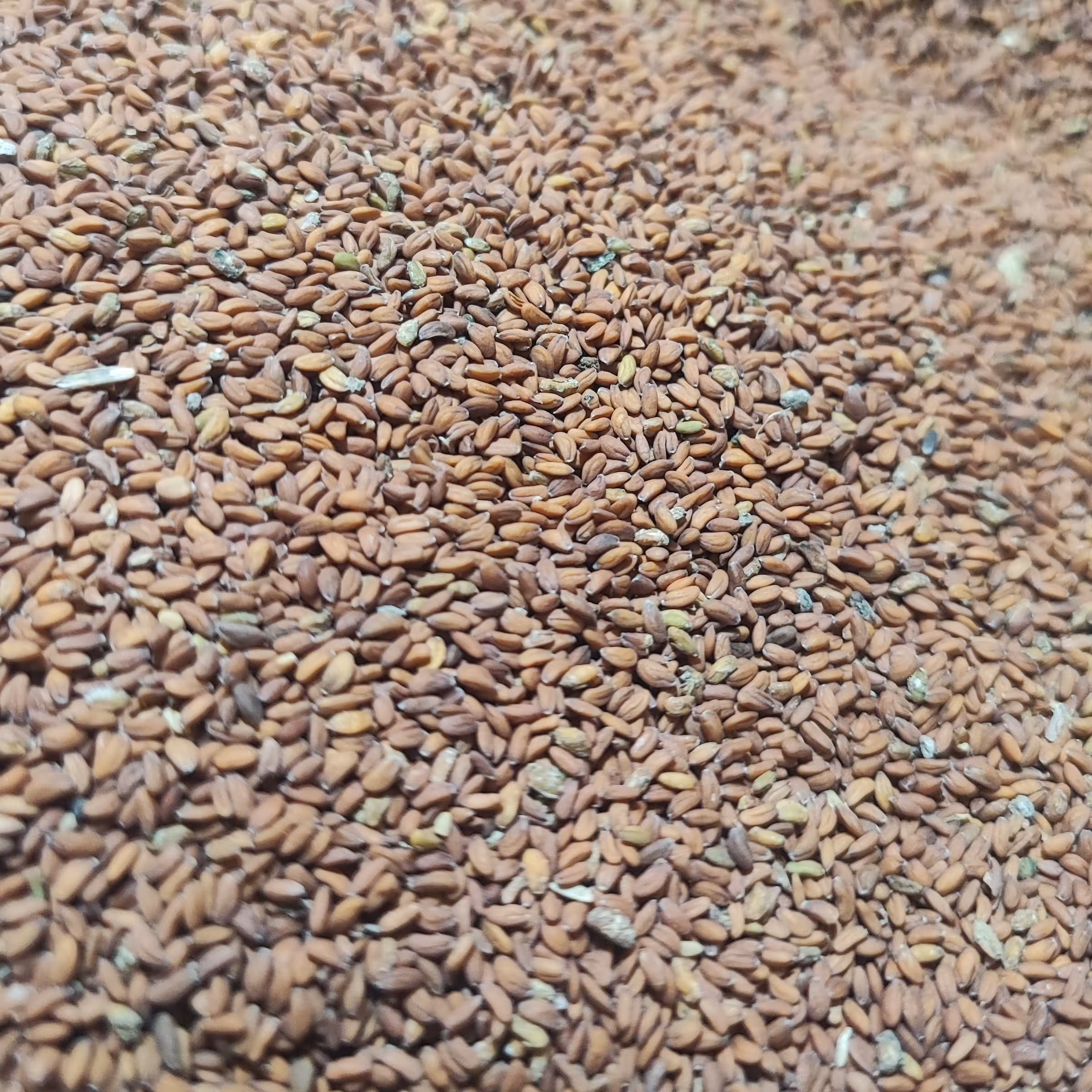 بذر شاهی اصل (500 گرمی )