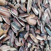 تخمه قرمز وغذای عروس هلندی