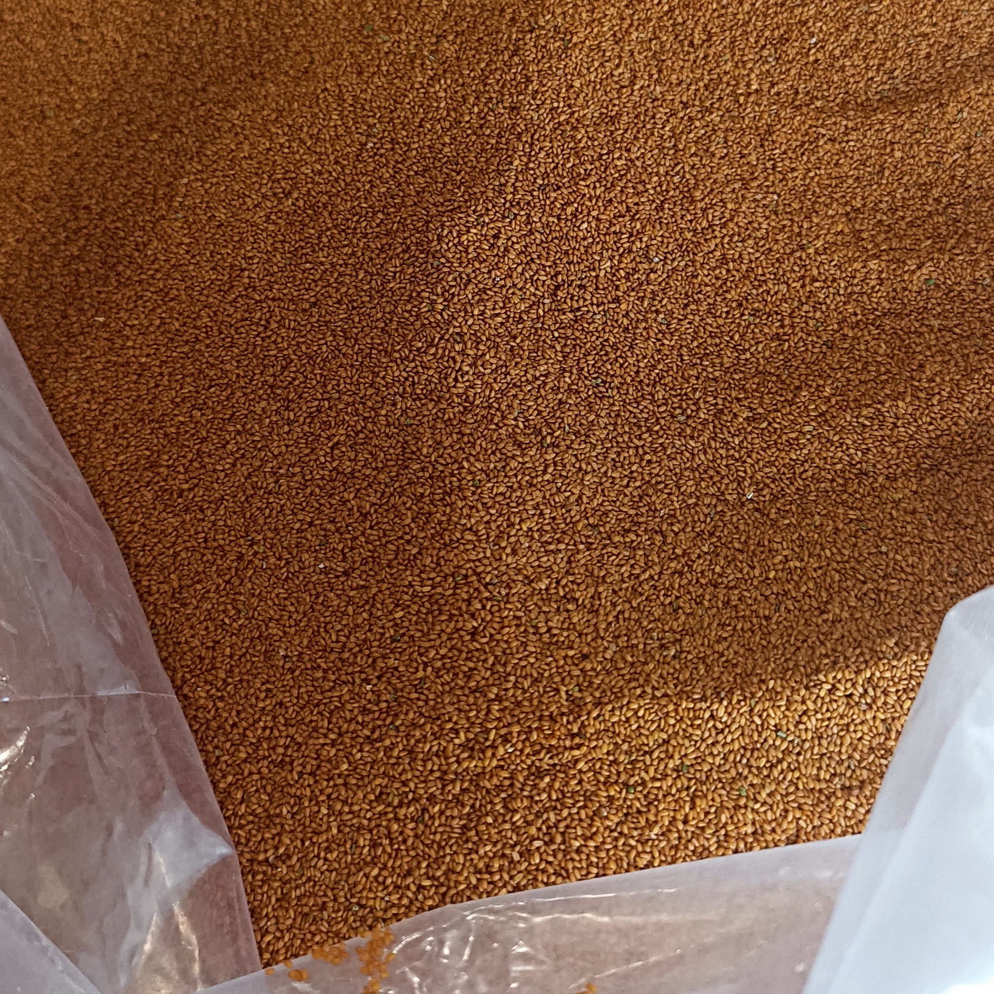 خاکشیر سوپر ممتاز بسته 100 گرمی 33