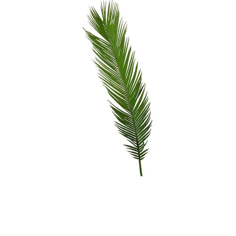 برگ سیکاس سایز متوسط 10 عددی